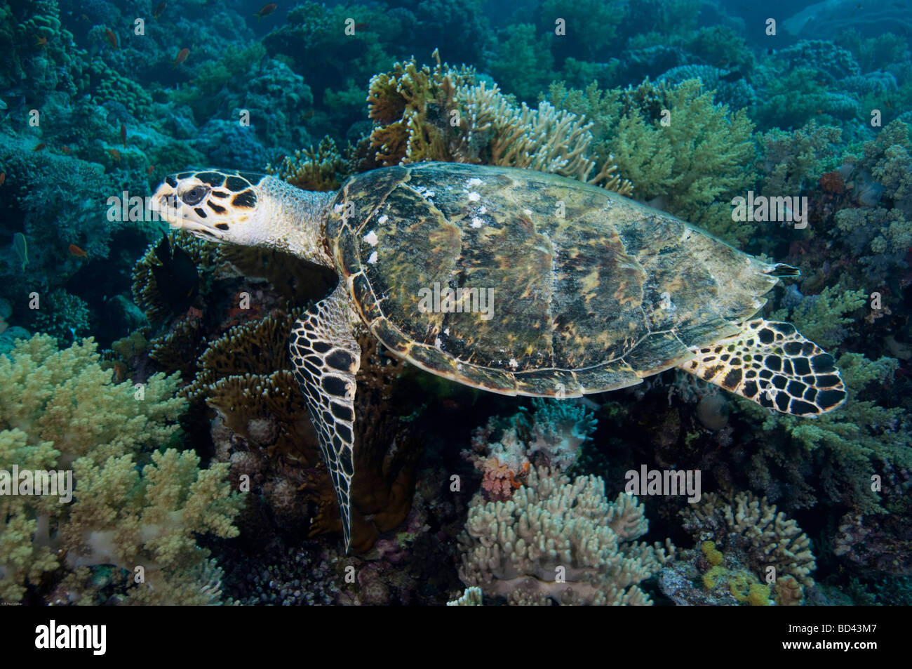 Eine echte Karettschildkröte gleitet über das Korallenriff. Stockfoto