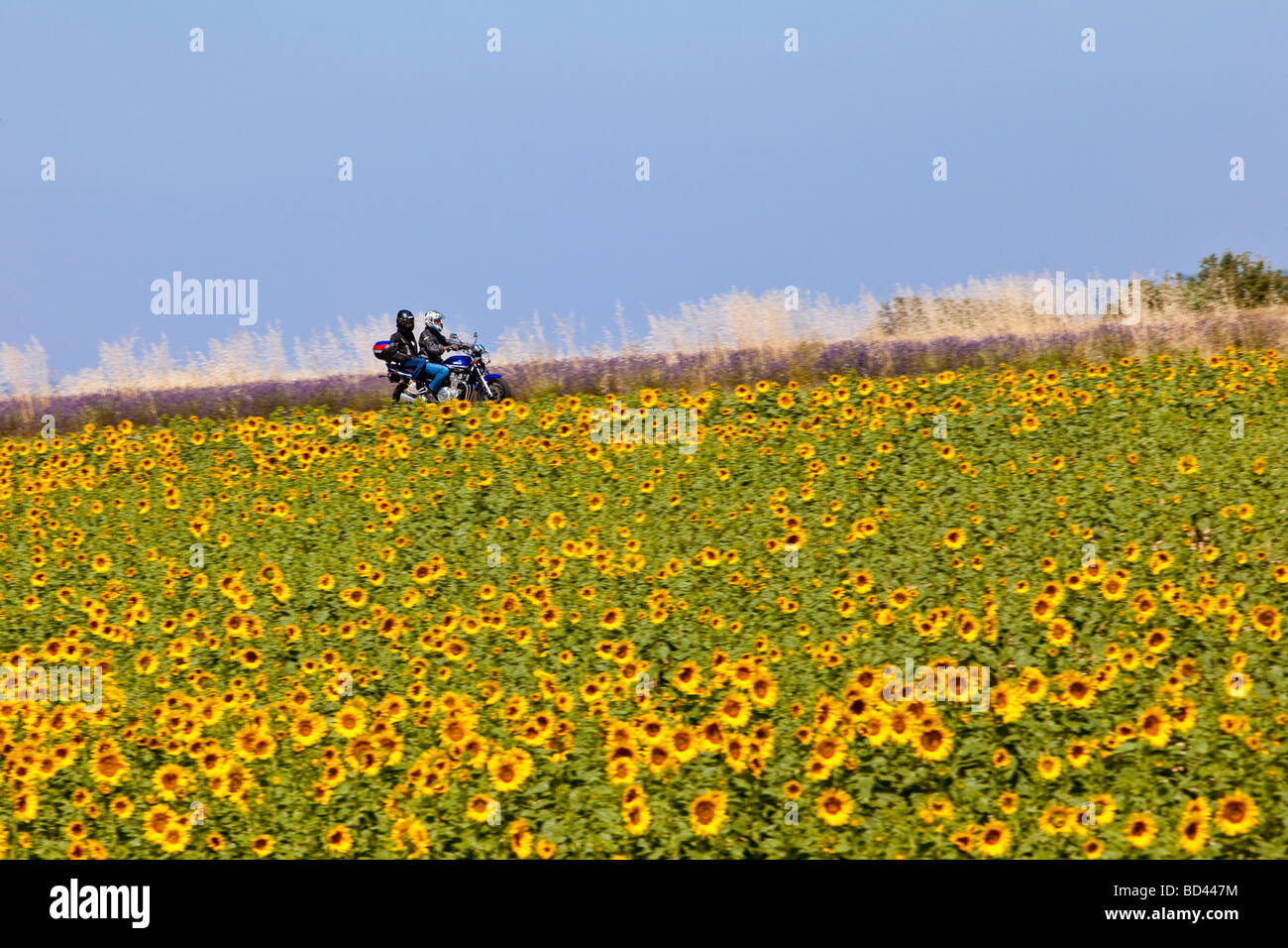Einfache Fahrt durch Felder von Sonnenblumen und Lavendel, Valensole Provence Frankreich Stockfoto