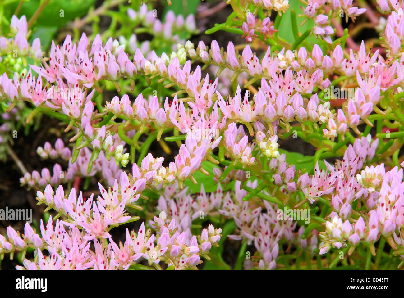 Seestern Blume Seastar Blume 04 Stockfoto