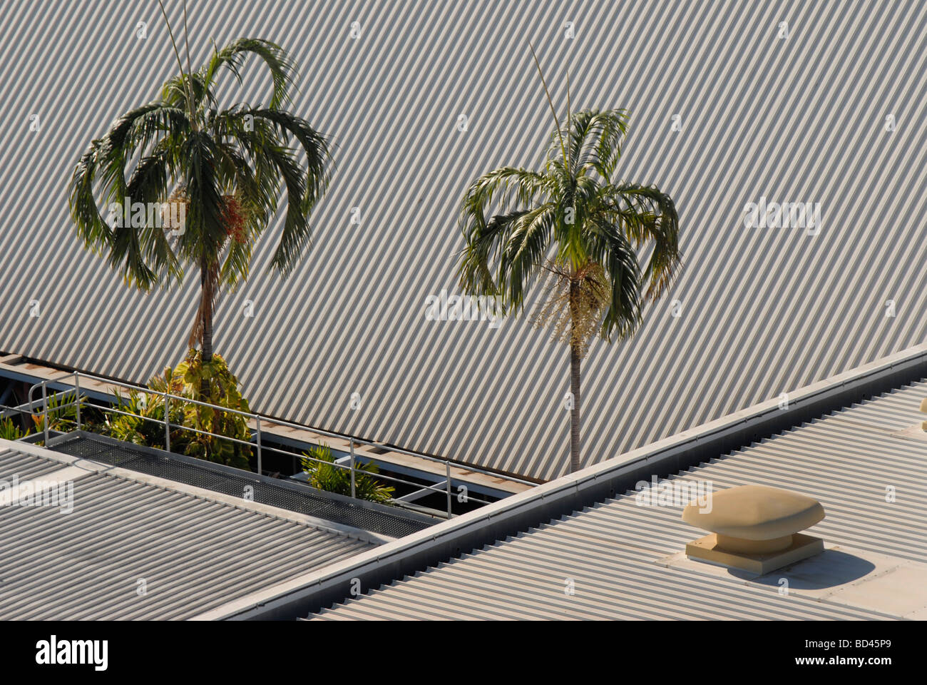 Palmen vor dem Hintergrund der Wellpappe Dach in Darwin Australien Stockfoto