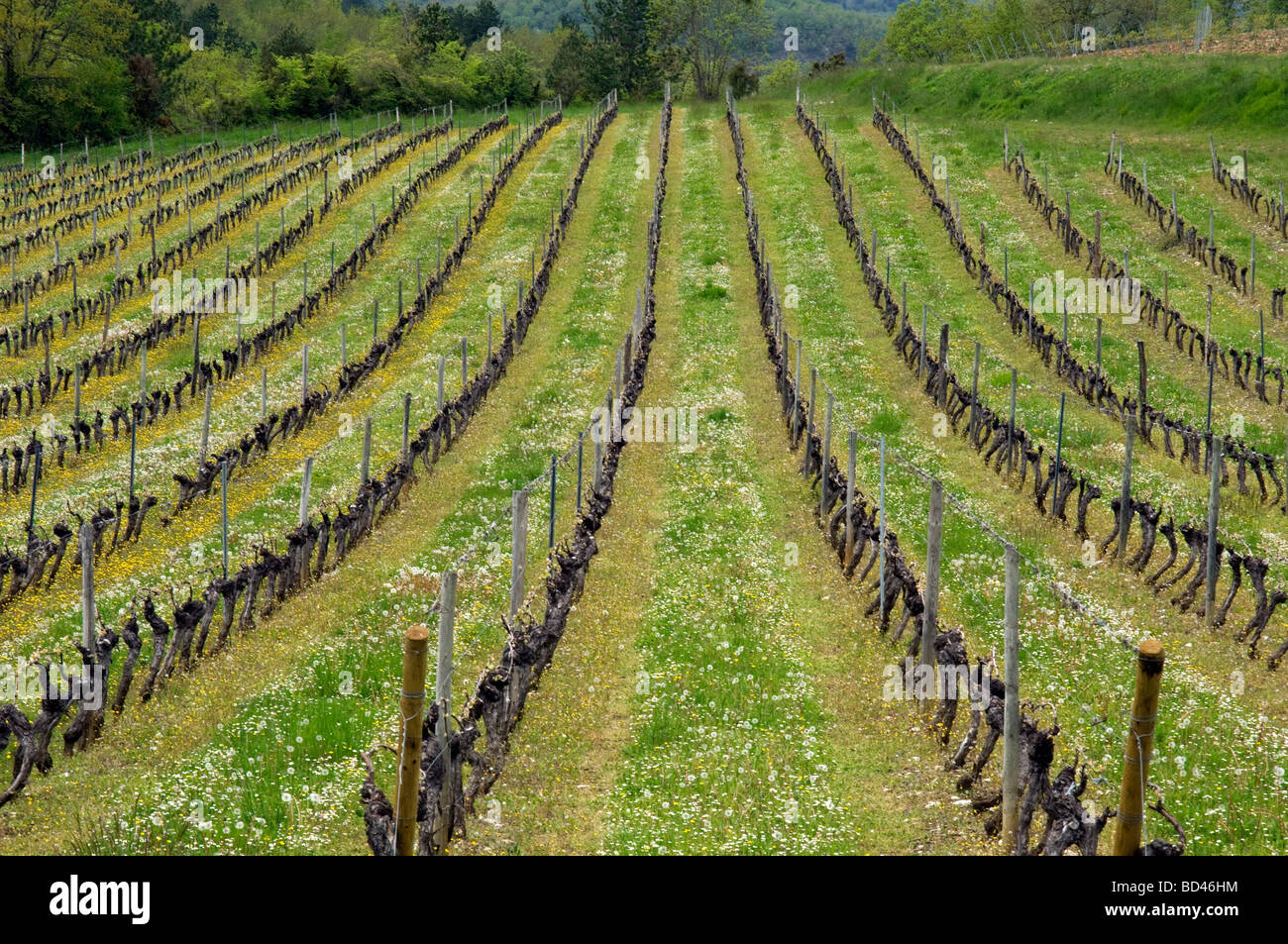 Weinberge im Südwesten Frankreichs Stockfoto