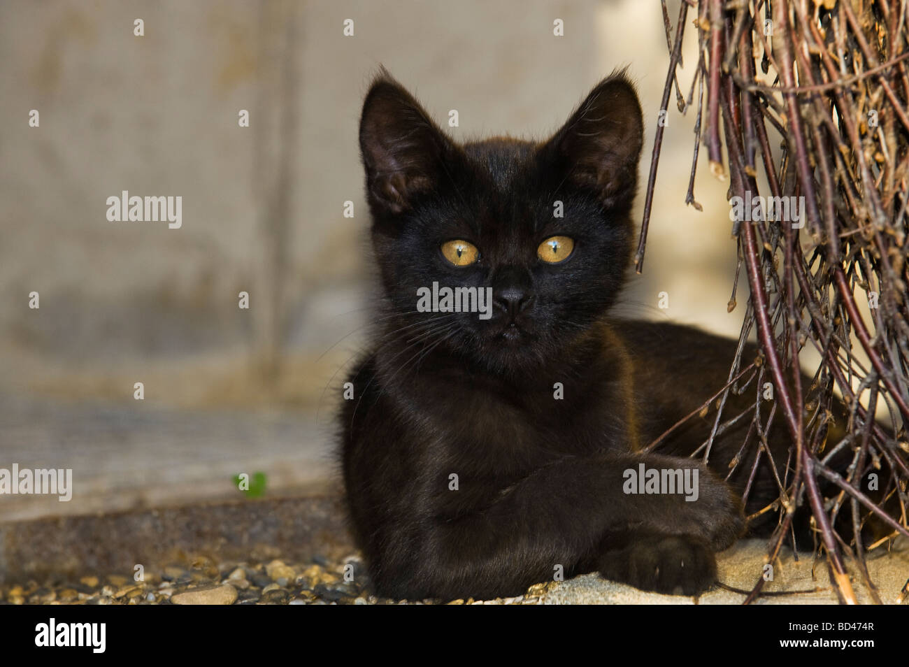 junge schwarze Katze mit geheimnisvollen gelben Augen Kätzchen im freien verlegen Verlegung Aussehen suchen Tiere Katze Kätzchen Abend Licht Cateye Auge g Stockfoto