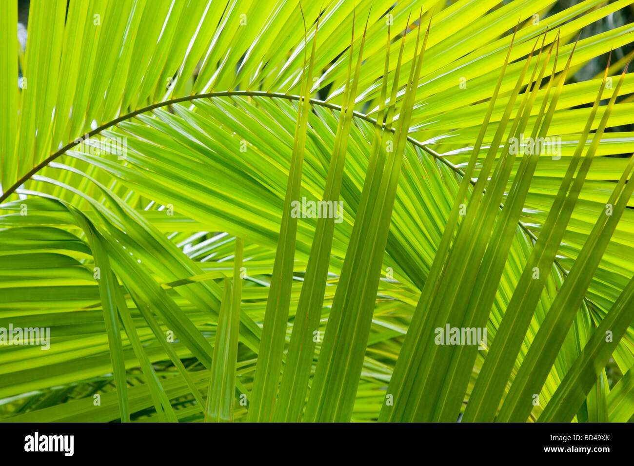 Palm Frond Details ideal für eine Dschungel-Hintergrund Stockfoto