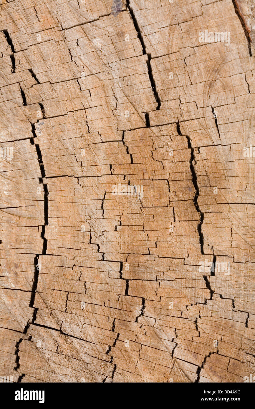 Detail der Jahresringe in den Querschnitt eines Baumstammes Stockfoto