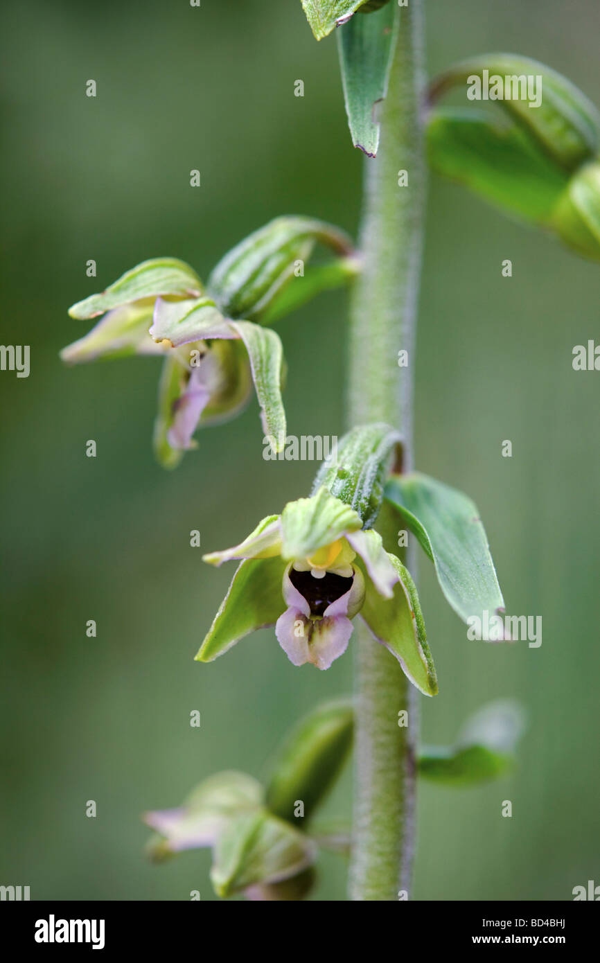 Breite Grünblättrige Helleborine Epipactis leptochila Stockfoto