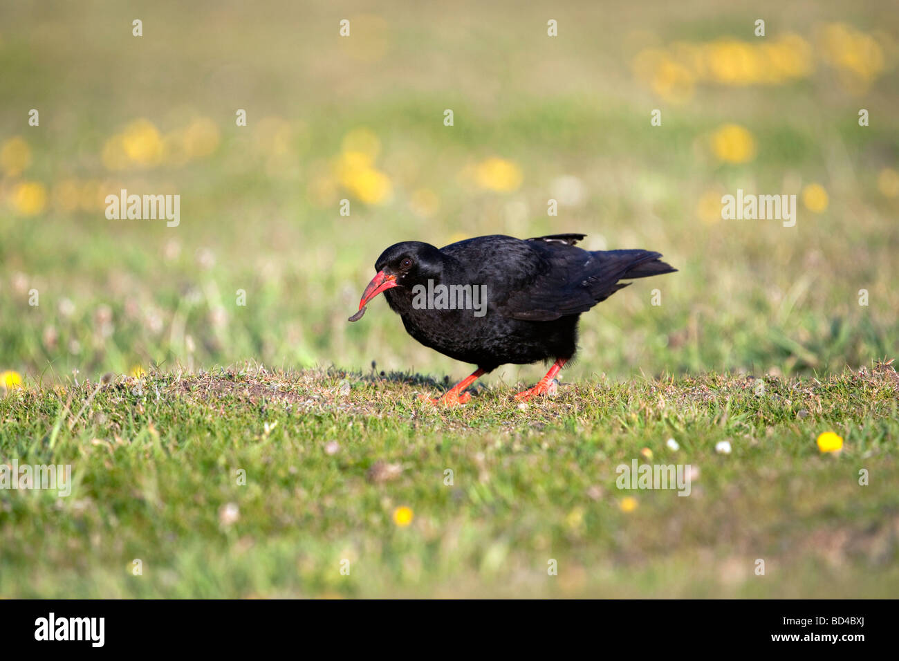 Alpenkrähe Pyrrhocorax Pyrrhocorax mit Insekt Stockfoto