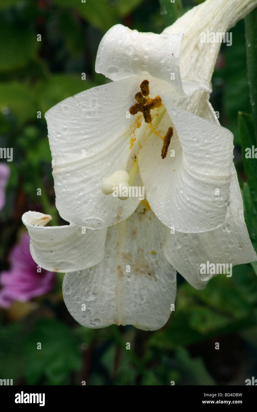 Weißen Madonna Lilly nach dem Regen Stockfoto