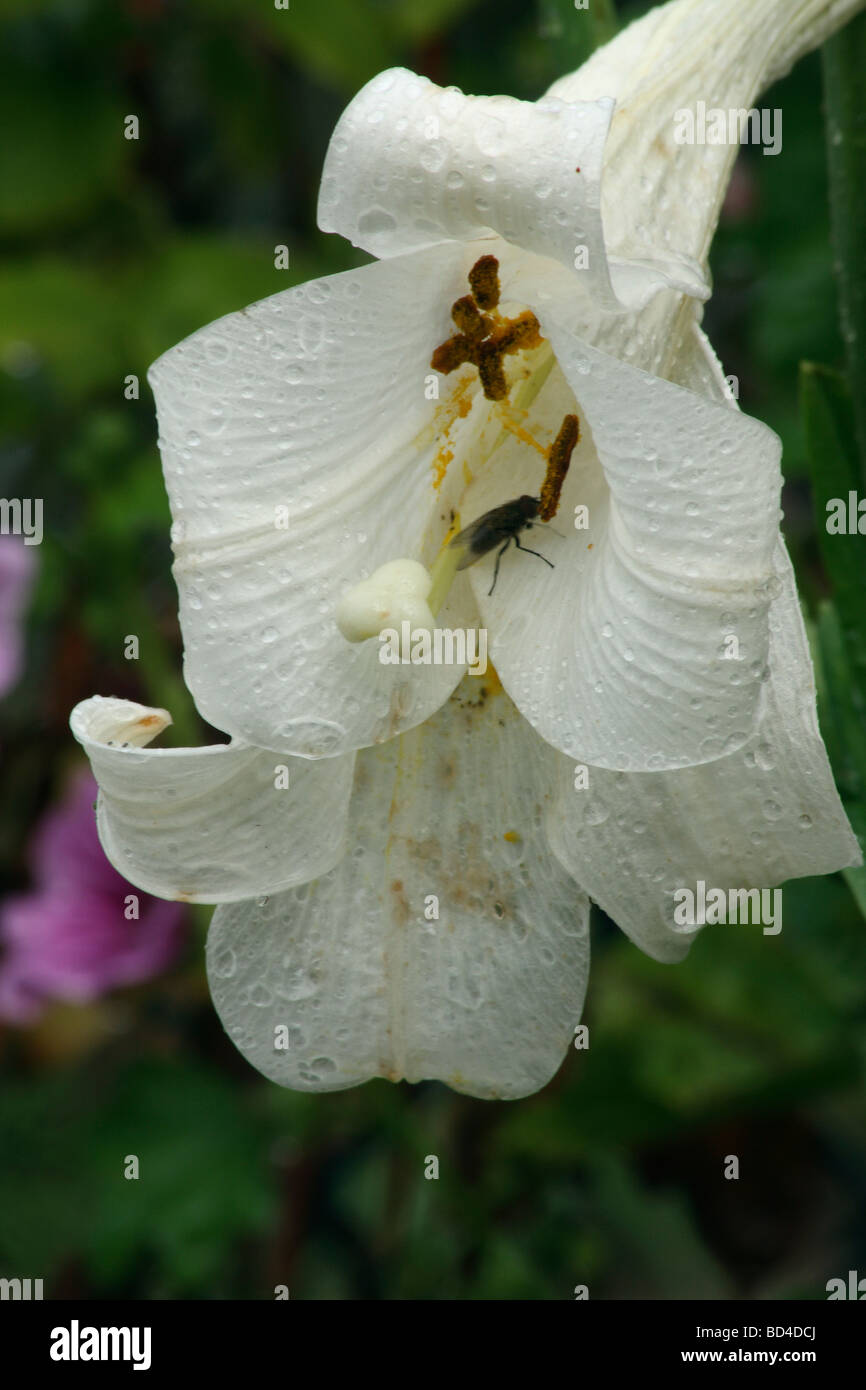 Weiße Madonna Lilie mit Fliege nach dem Regen Stockfoto