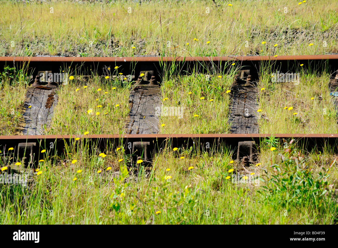 Stillgelegte Bahnstrecke immer bewachsen mit wilden Pflanzen und Rasen Stockfoto