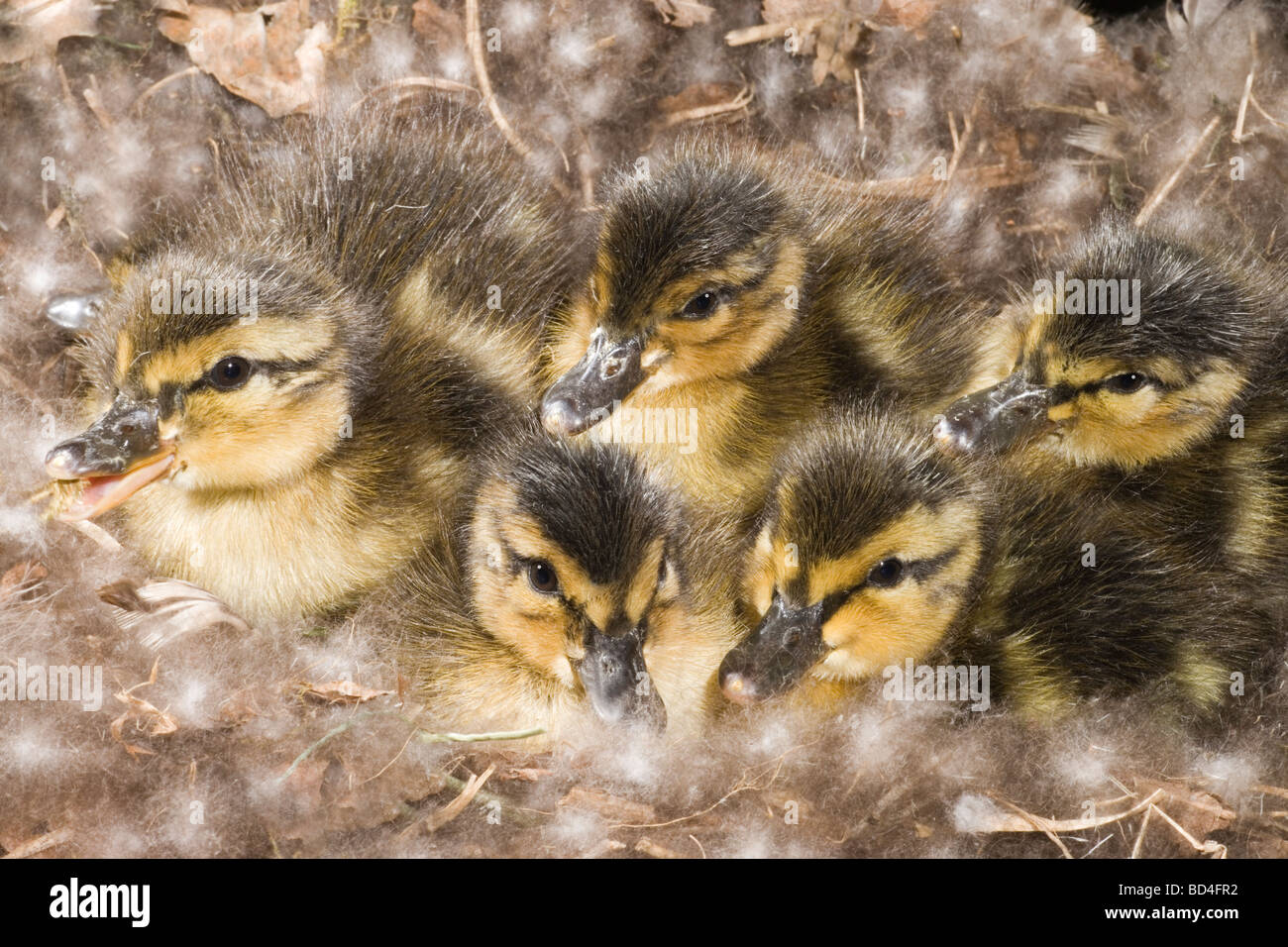 Entenküken Stockente (Anas platyrhynchos). Gerade geschlüpft, Stunden alt, gekleidet in Daunenfedern, jetzt trocken; ​ unmittelbar bevorstehenden Abflug vom Nest Prägung auf die Mutter. Precocial Nidifugous und Junge. Stockfoto