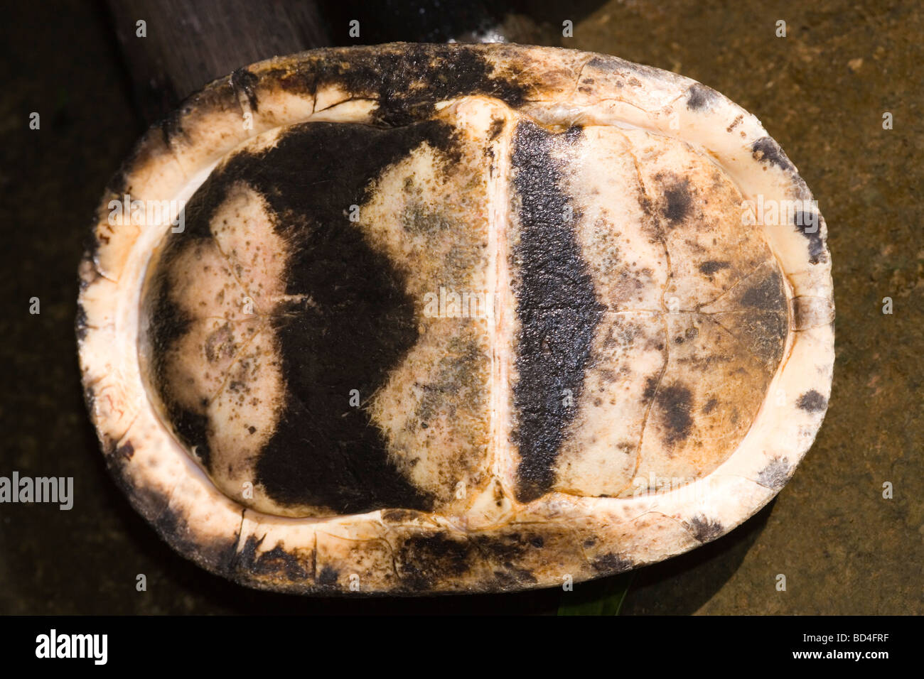 Amboina Box Turtle (Cuora Amboinensis). Kopf und Gliedmaßen in der Hülle enthalten sind. Ansicht der Unterseite zeigt vollständige Schließung und plastron Scharnier in der Mitte, ​ von Seite zu Seite Stockfoto