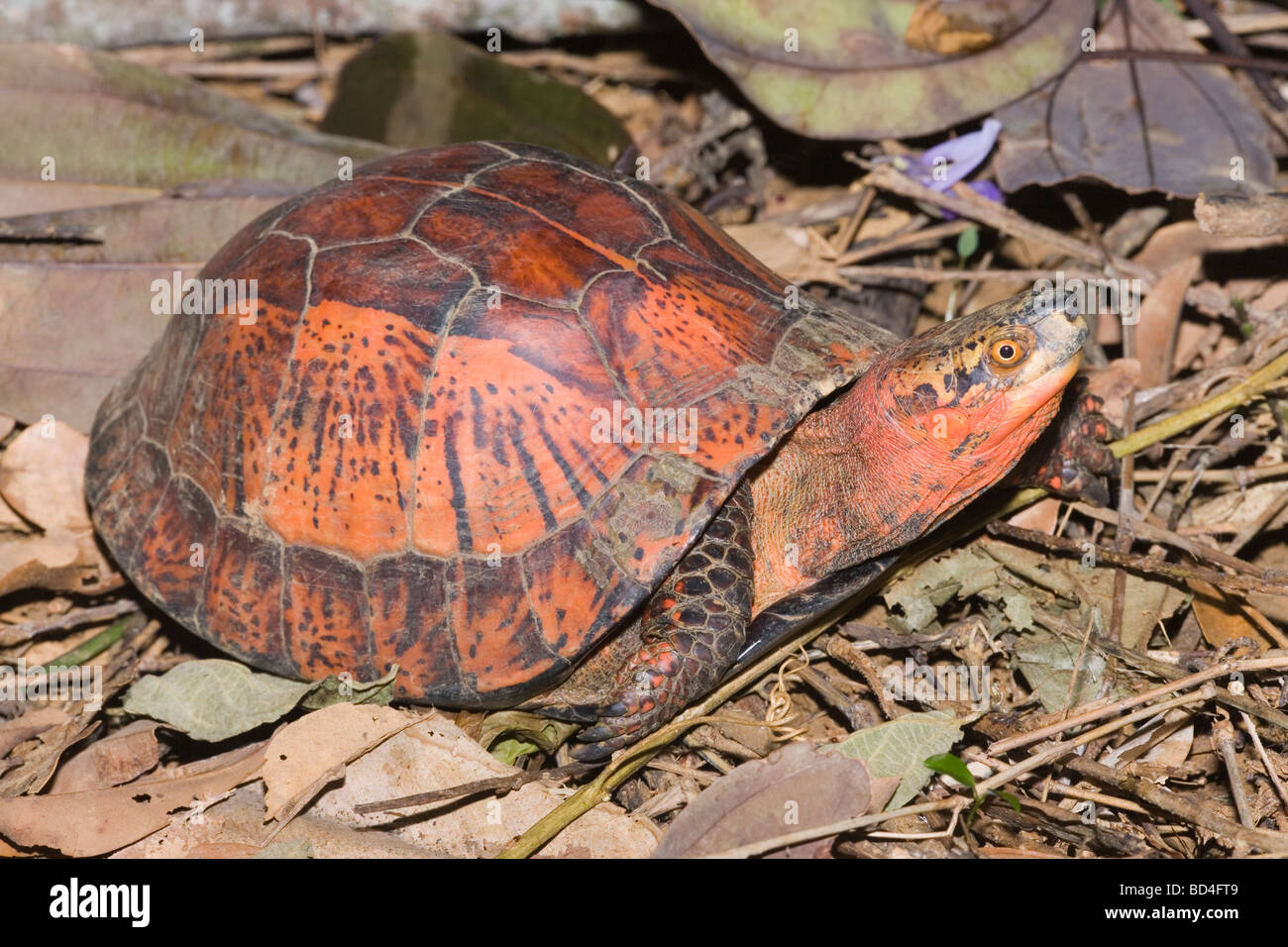 Indochinesischen Flowerback Box Turtle (Cuora galbinifrons). Kopf Vorderbeine aus zwischen oberen und abgesenkt, Shell, Plastron, öffnen. Ungewöhnliche Farbe Variante. ​ Stockfoto