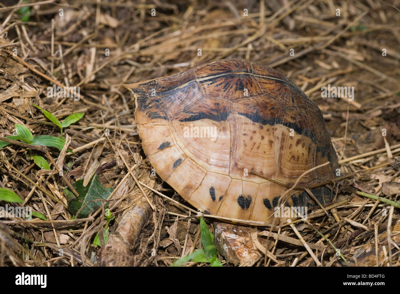 Indochinesischen Flowerback Box Turtle (Cuora galbinifrons). Auf dem Waldboden. Kopf und Gliedmaßen in die Shell zurückgezogen. Untere Schale oder Plastron, erhöhten Schutz gefährdeter Körperpartien. ​ Stockfoto