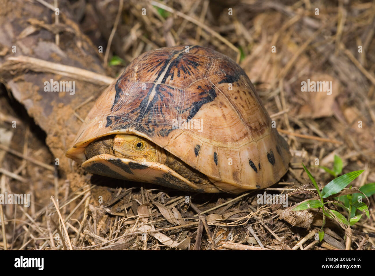 Indochinesischen Flowerback Box Turtle (Cuora galbinifrons). Kopf Vorderbeine aus zwischen oberen und abgesenkt, Shell, Plastron, öffnen. Stockfoto