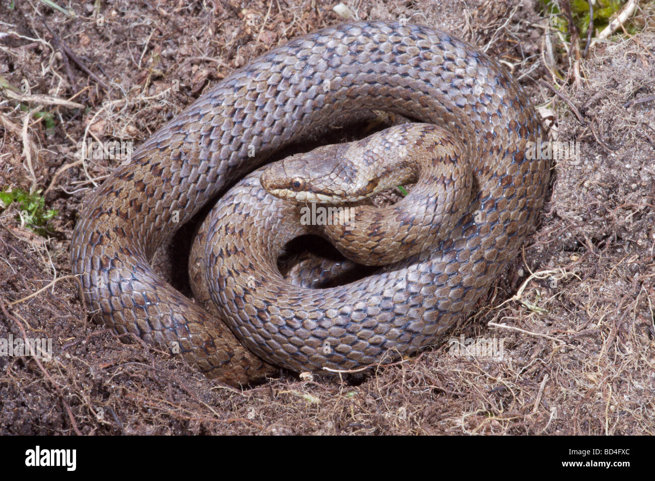 Glatte Schlange (Coronella austriaca). Seltenste der drei Schlange Spezies, auf den Britischen Inseln zu sein. Restricted​ zu Heide im südlichen Grafschaften. Stockfoto