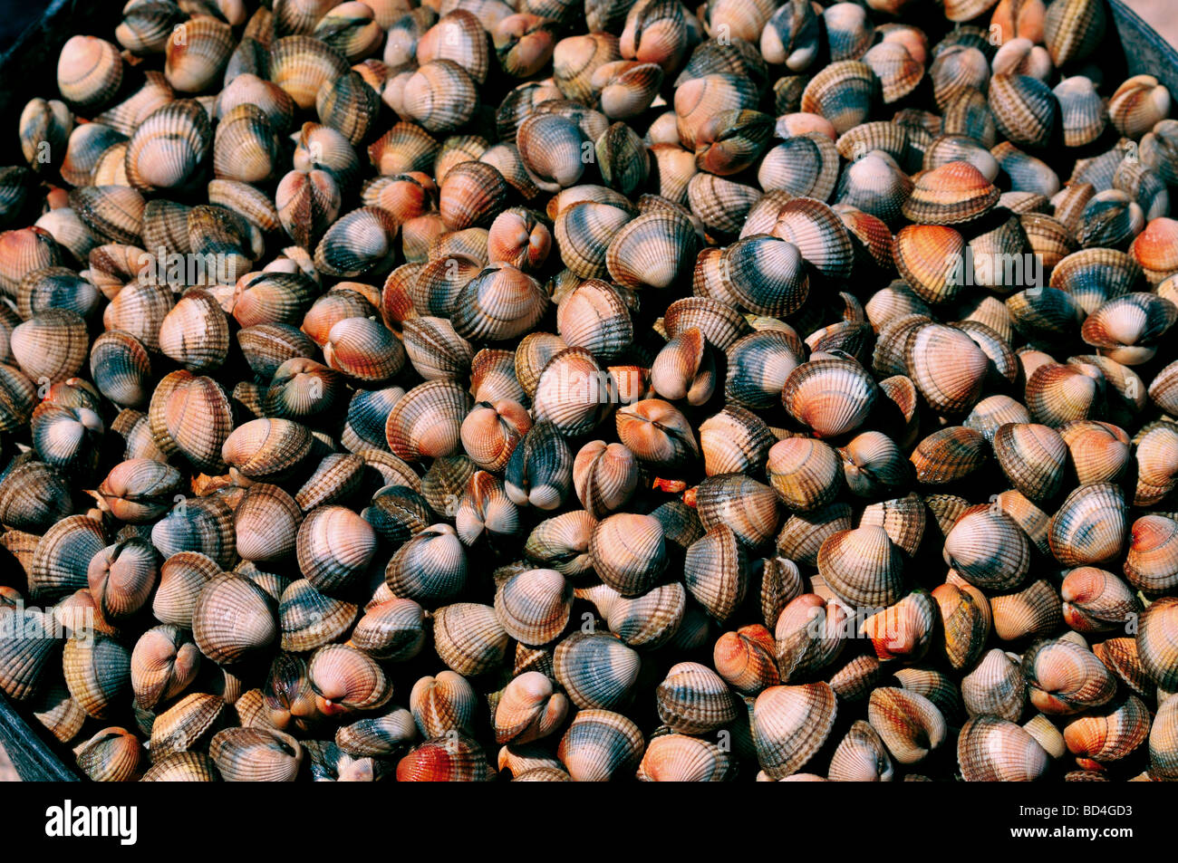 Spanien, Galicien: Frische Herzmuscheln aus dem Rias-Galle Stockfoto