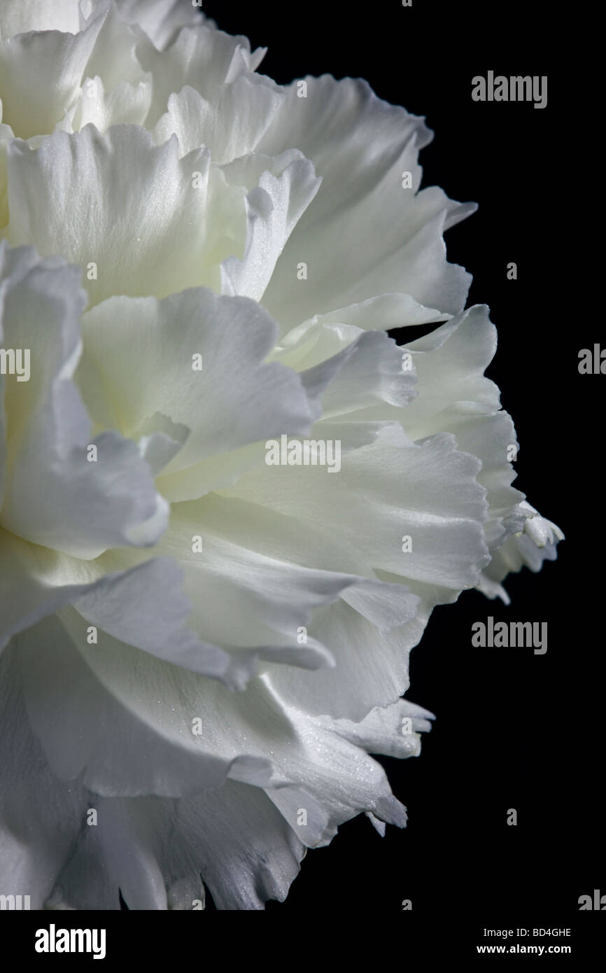 Weiße Nelke auf schwarz Stockfoto