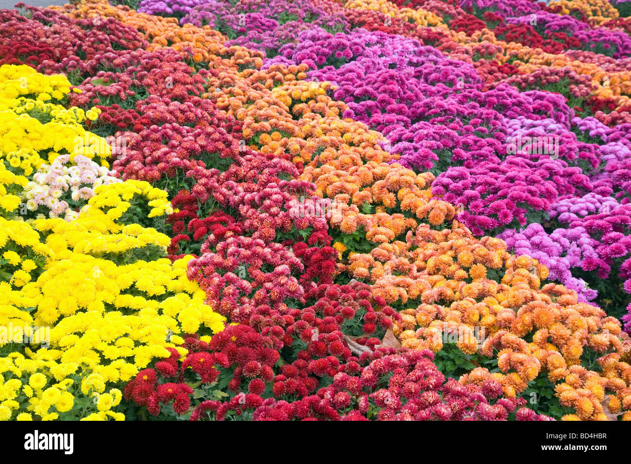 Im Herbst bunt Chrysantheme Blume schlecht (gestreiften Hintergrund) Stockfoto