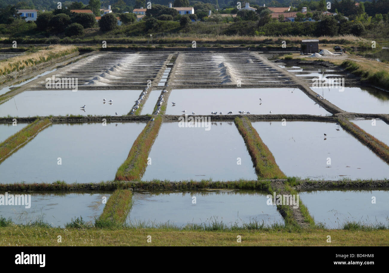 Meer Salz Produktionspools auf der Ile de Noirmoutier in Frankreich Stockfoto
