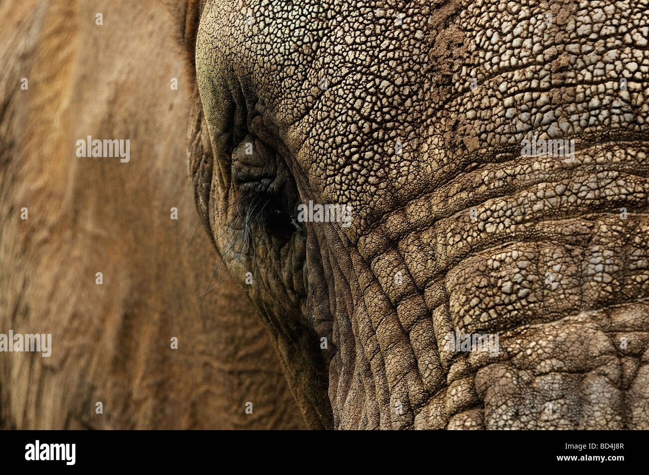 Afrikanischer Elefant Loxodonta africana Stockfoto