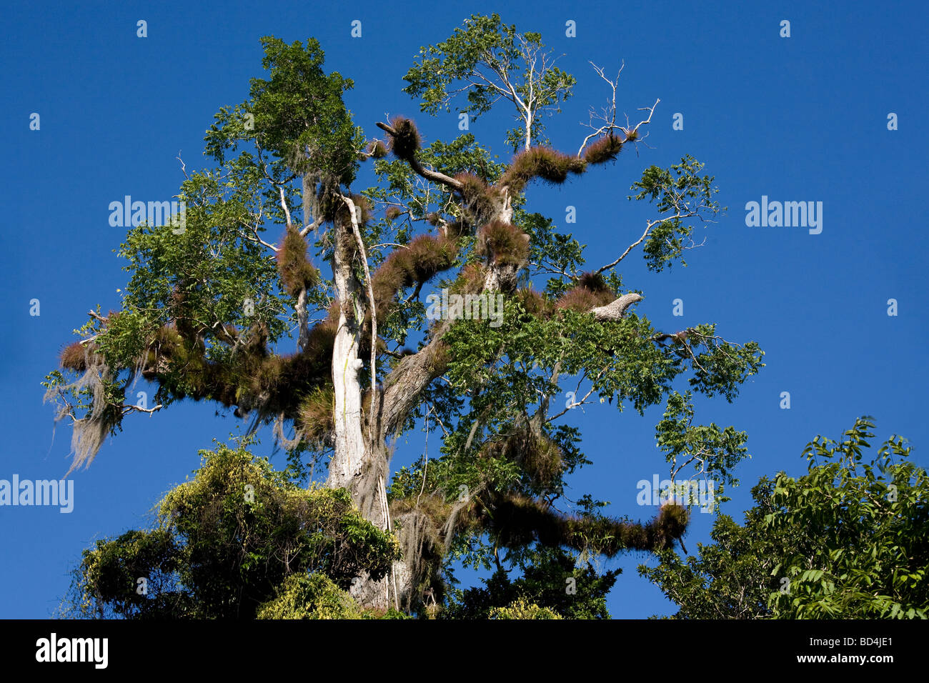 Baum in den Ruinen von Tikal, Guatemala Stockfoto