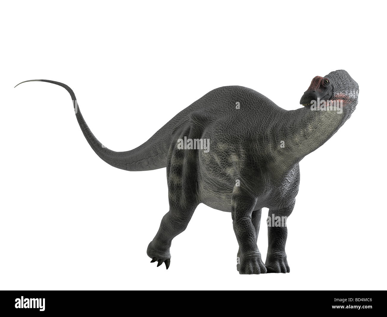 Apatosaurus war ein enorm großes lang-necked vierbeinigen Tier lange peitschenartige Schwanz Stockfoto