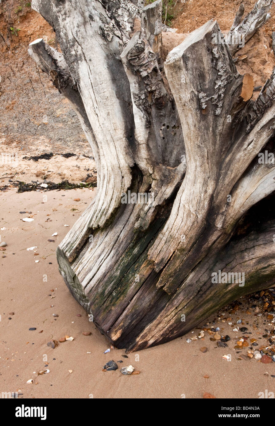 Baumstumpf an einem Strand, das von einer Felswand gefallen hat, verursacht durch Erosion der Küsten, am East Mersea Mersea Island, Essex Stockfoto