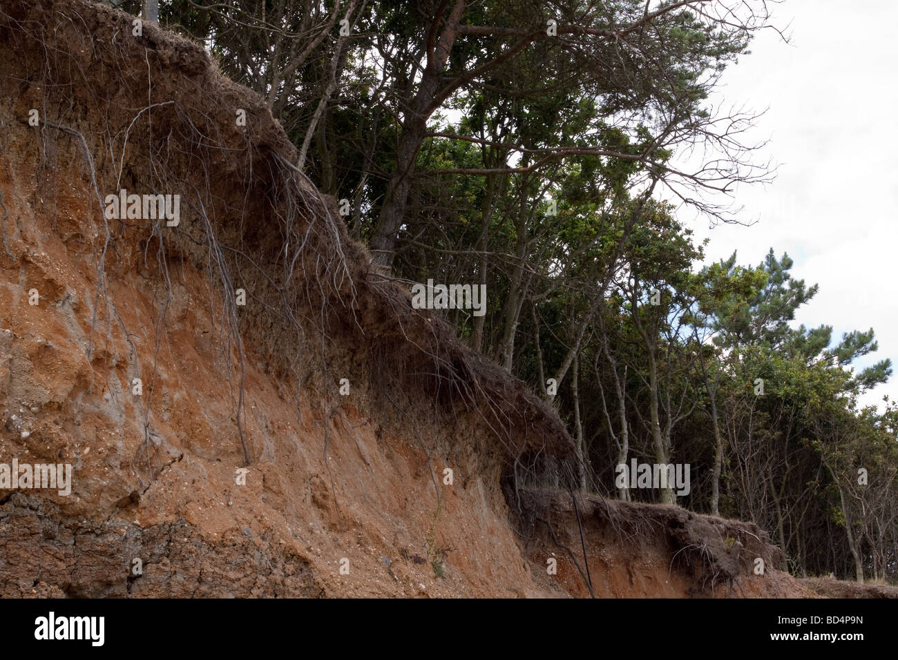 Bröckelnden Felswand und freiliegende Baumwurzeln verursacht durch Küstenerosion an East Mersea, Mersea Island, Essex Stockfoto
