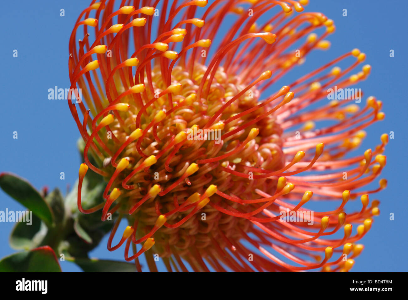 Einzelne orange Blume Leucospermum cordifolium Pincushion Protea Blütenstempel Kopf künstlerische Blumen Tapeten Hintergrundtapete blauer Himmel Hintergrund Makro Hi-res Stockfoto