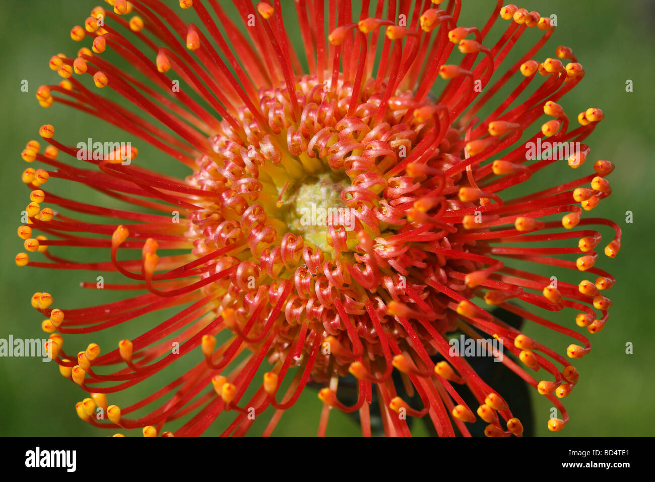 Leucospermum cordifolium Pincushion Protea eine orange tropische Blume Bilder Bilder Fotos große hohe Auflösung horizontal in den USA USA Hi-res Stockfoto
