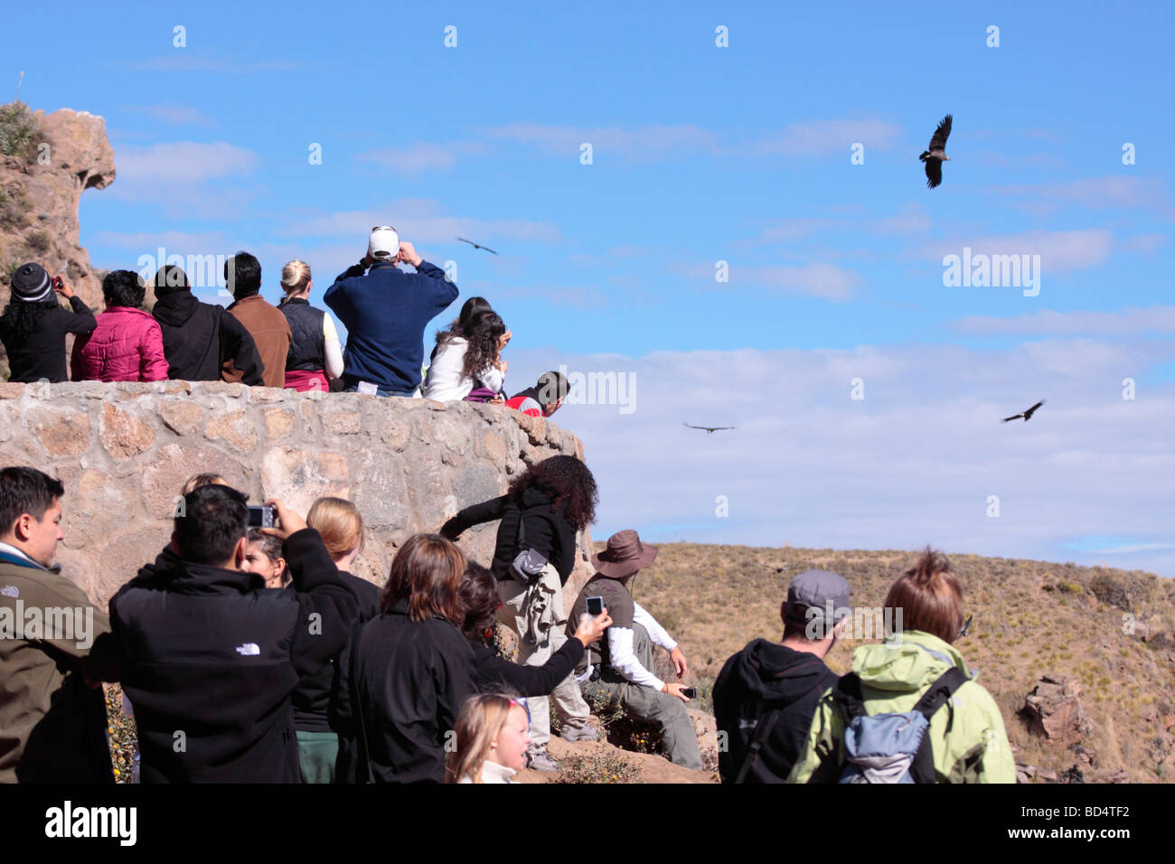 fliegen Kondore im Colca Canyon in der Nähe von Chivay, Peru, Südamerika Stockfoto