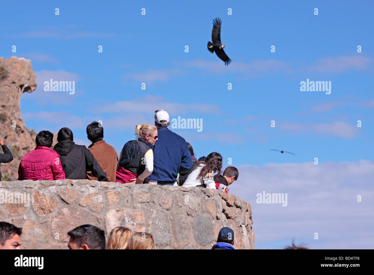 fliegen Kondore im Colca Canyon in der Nähe von Chivay, Peru, Südamerika Stockfoto