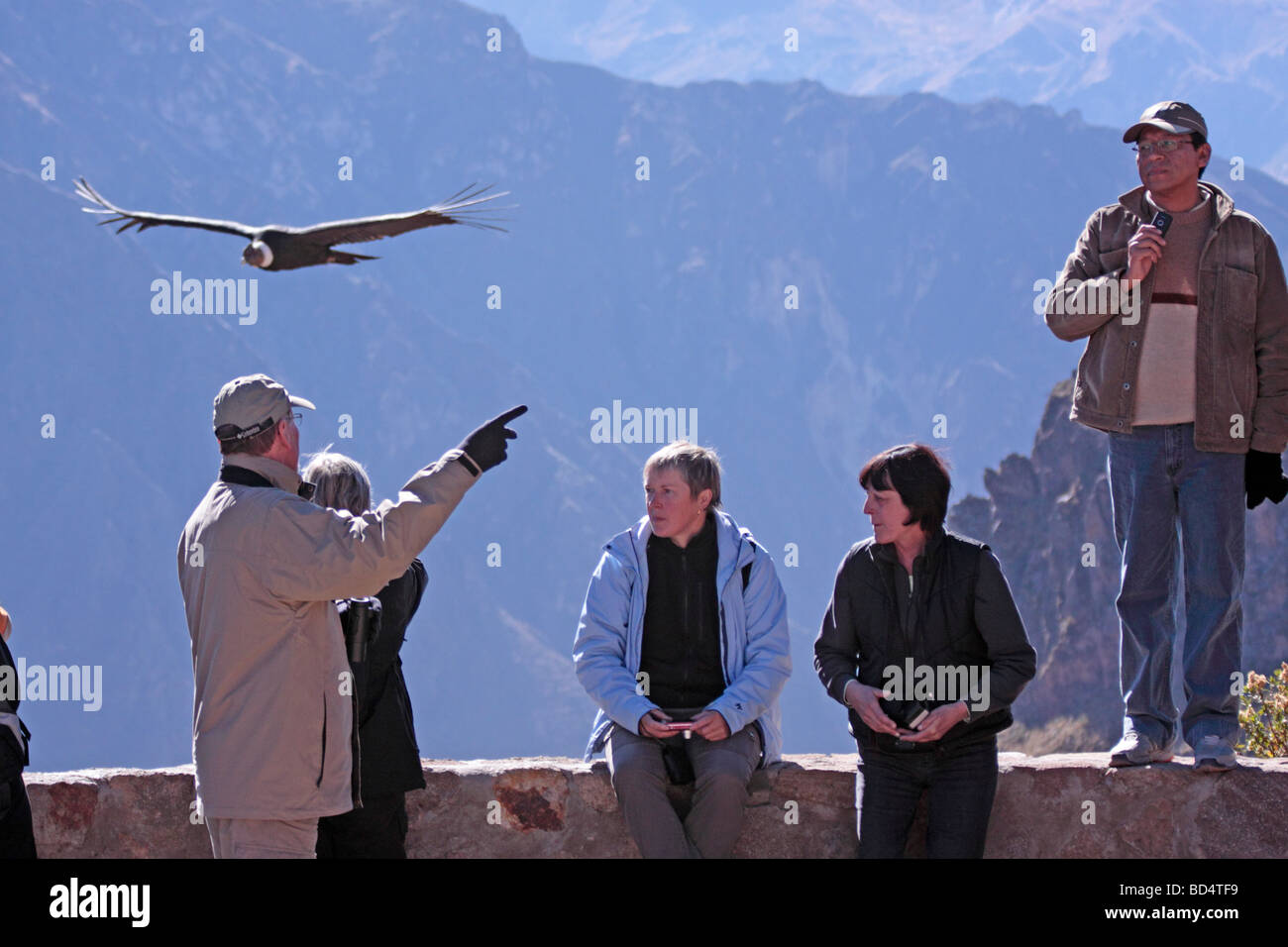 fliegende Kondor im Colca Canyon in der Nähe von Chivay, Peru, Südamerika Stockfoto