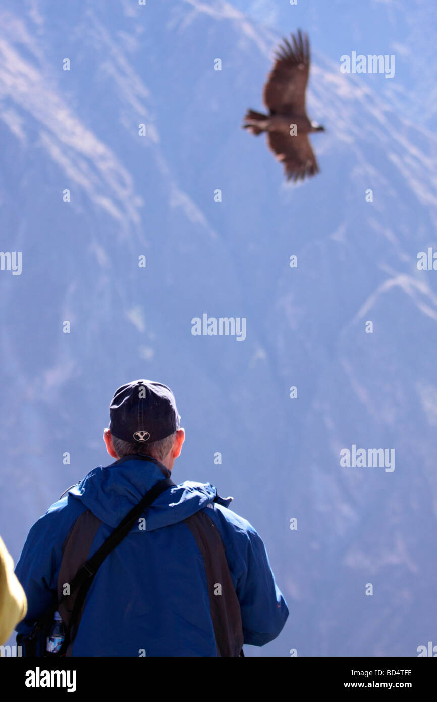 fliegende Kondor im Colca Canyon in der Nähe von Chivay, Peru, Südamerika Stockfoto