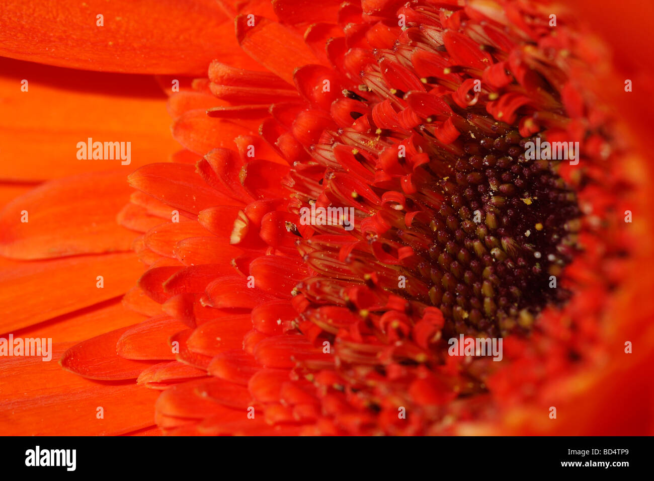 Gerbera Daisy rote Blume voller Hintergrund Blumen Makroaristic Blumentapete Telefon für mobile Tapeten niemand keine Hi-res Stockfoto