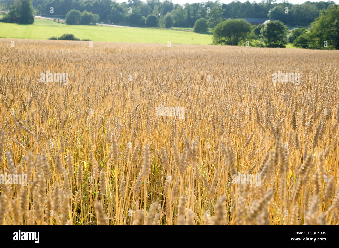 Weizen (Triticum Aestivum) gemeinsame Essen rund um den Globus, Schweden Stockfoto