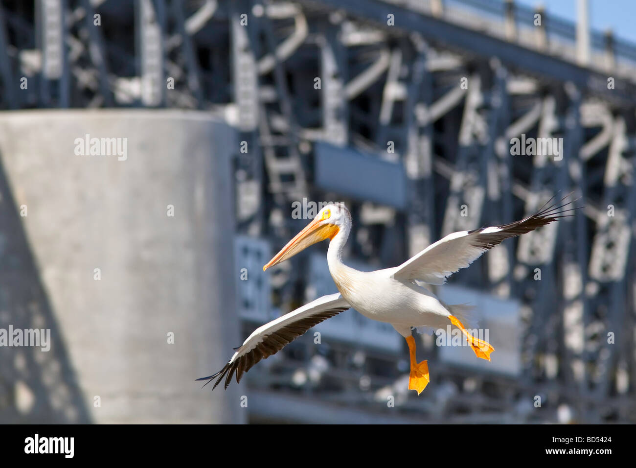 American White Pelican über den Boden auf dem Red River, St. Andrews Lock und Damm, Lockport, Manitoba, Kanada. Stockfoto