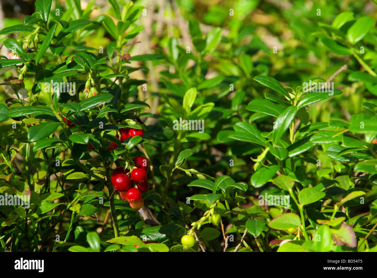 Preiselbeere Pflanze Preiselbeere Werk 02 Stockfoto