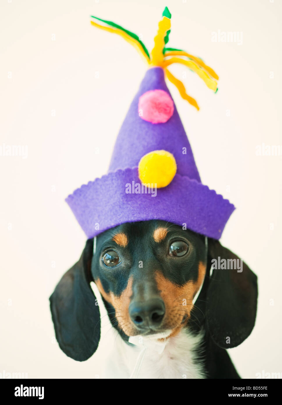 Ein Hund mit einem lustigen Hut Stockfoto