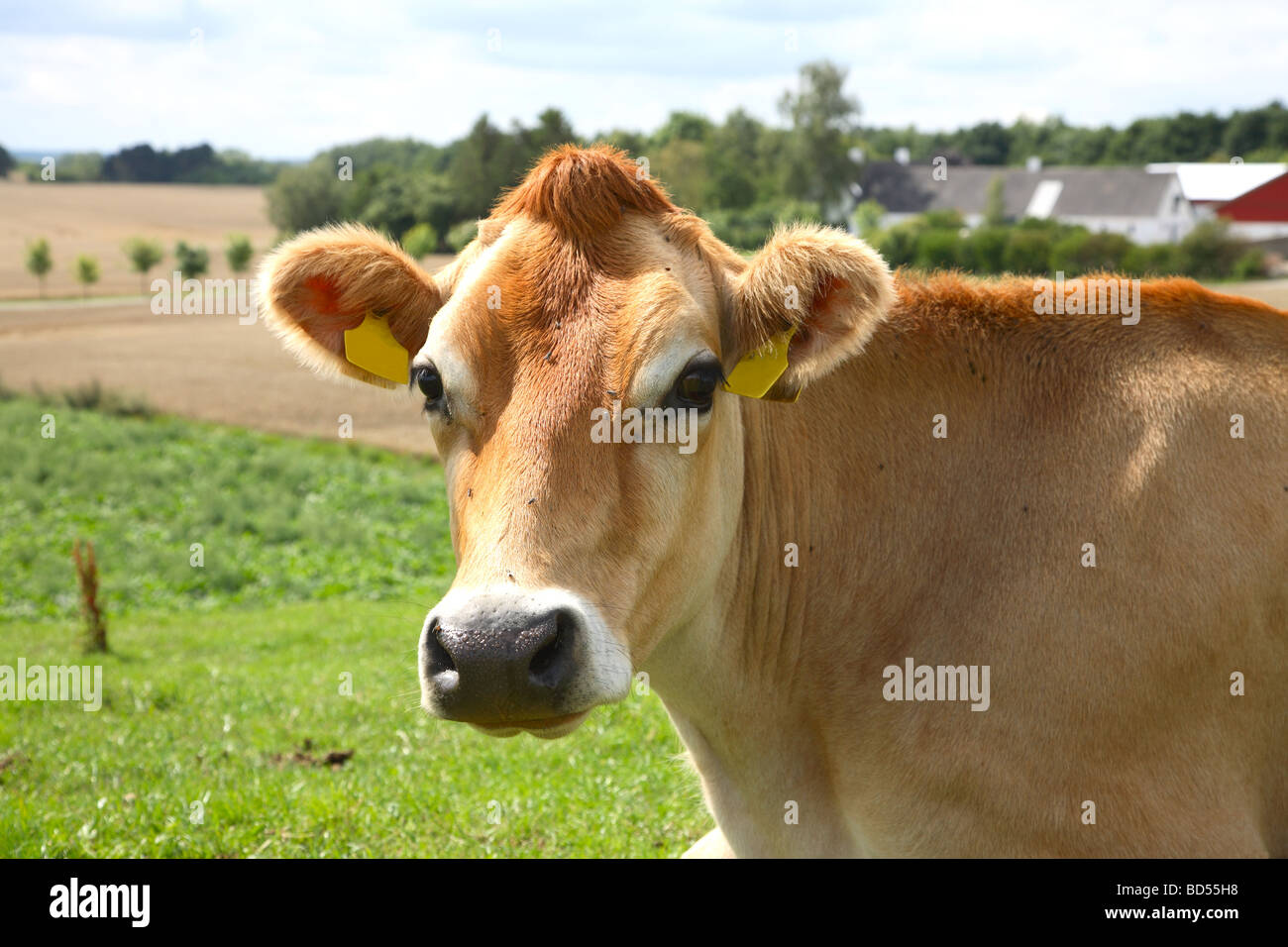 Jersey-Kuh auf der Wiese. Landwirtschaftliches Gebäude in der Ferne. Stockfoto