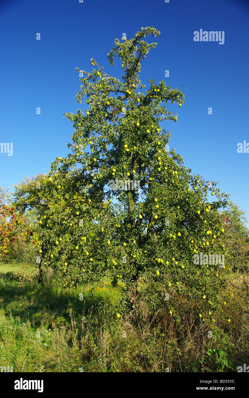 Birne Birne 03 Stockfoto