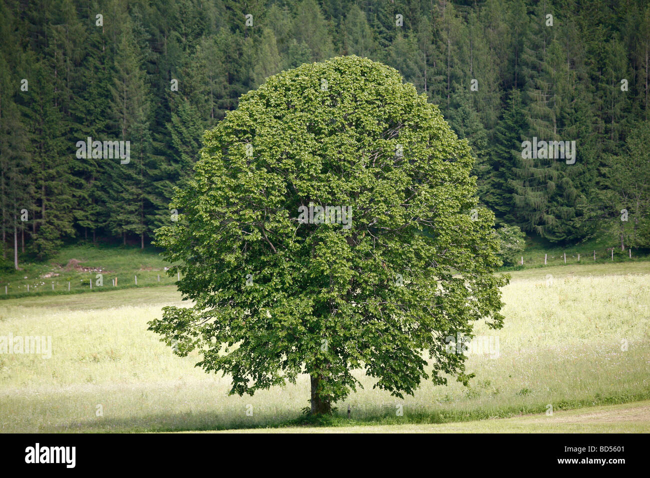 Bergahorn (Acer Pseudoplatanus), einsamer Baum im Sommer Stockfoto