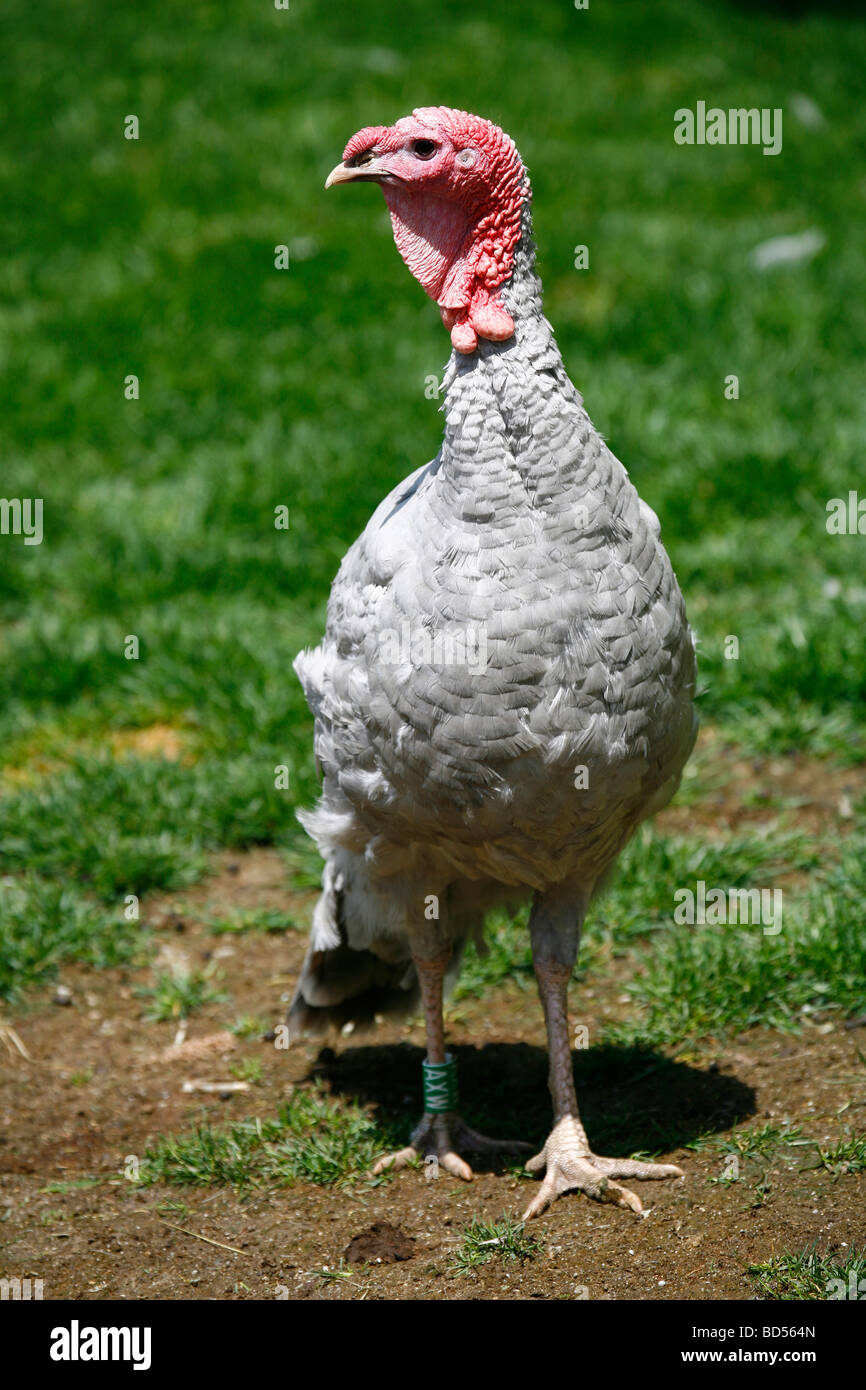 Inländische Türkei (Meleagris Gallopavo), züchten: blauer Schiefer, junges Männchen Stockfoto