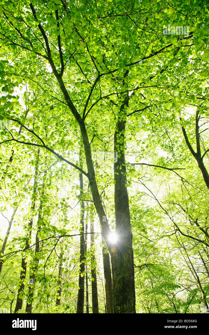 Ein Wald von Bäumen Stockfoto