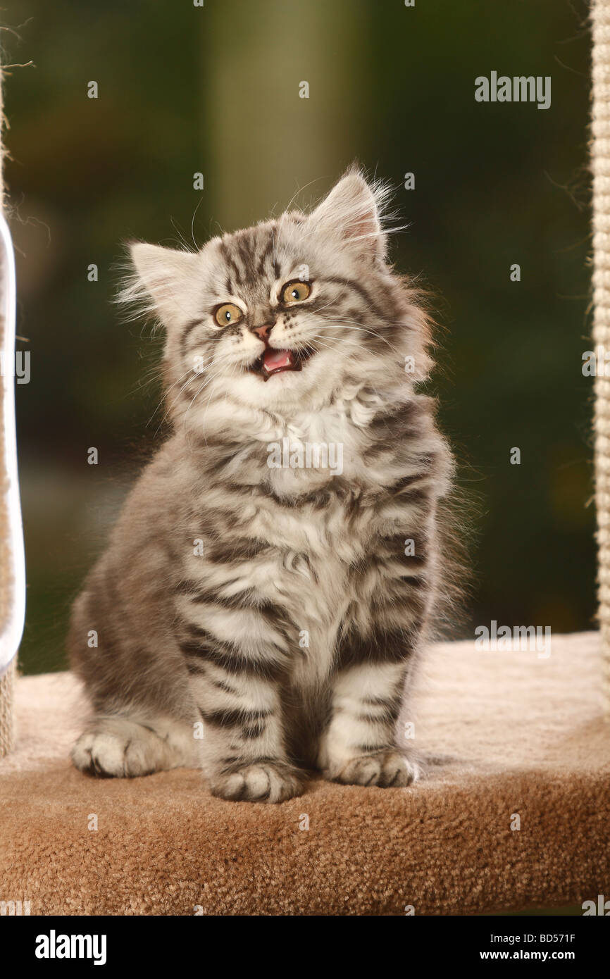 British Longhair Katze Kätzchen Schwarz Silber Tabby Highlander Flachländer Britanica Stockfoto