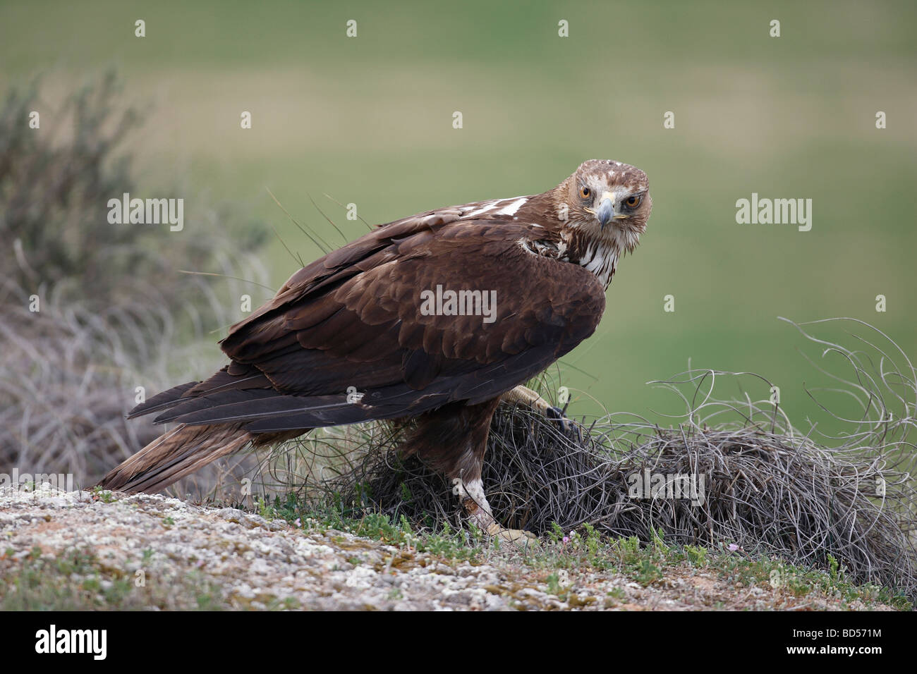 Bonellis Eagle (Hieraaetus Fasciatus) stehen auf dem Boden Stockfoto