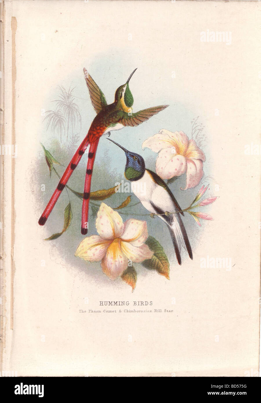 Purpur und grün Phaon Komet Kolibri fliegen und einen weißen und blauen Chimborazian Hügel Sterne Kolibri thront auf einem Ast. Stockfoto