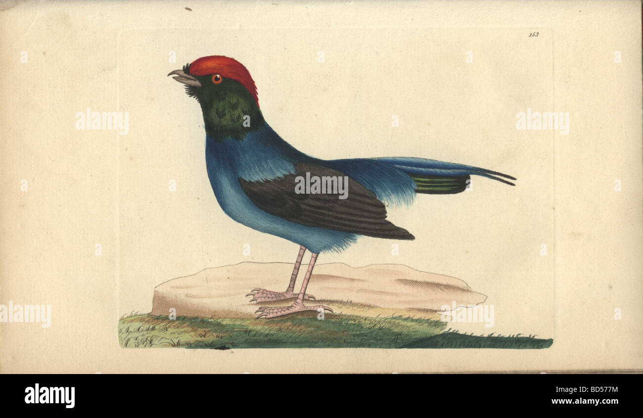 Natürlich Gravieren von einer blauen langschwänzigen Manakin (Pipra Caudata) von "Naturforscher des Sammelbandes" (1794). Stockfoto