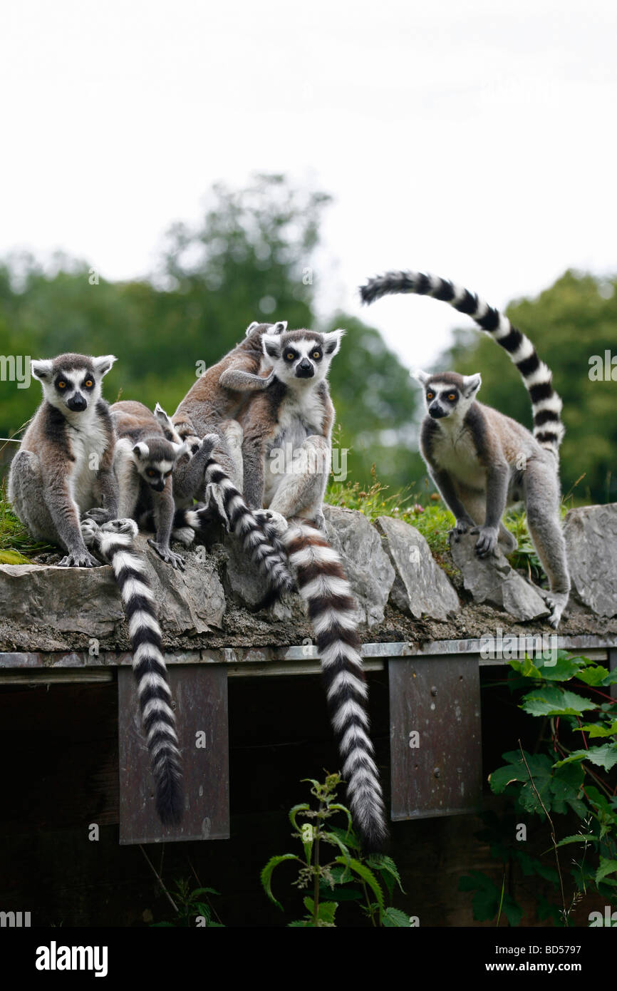 Katta (Lemur Catta). Familie sitzt auf dem Dach des Schuppen Stockfoto