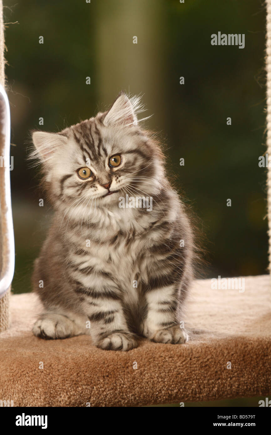 British Longhair Katze Kätzchen Schwarz Silber Tabby Highlander Flachländer Britanica Stockfoto